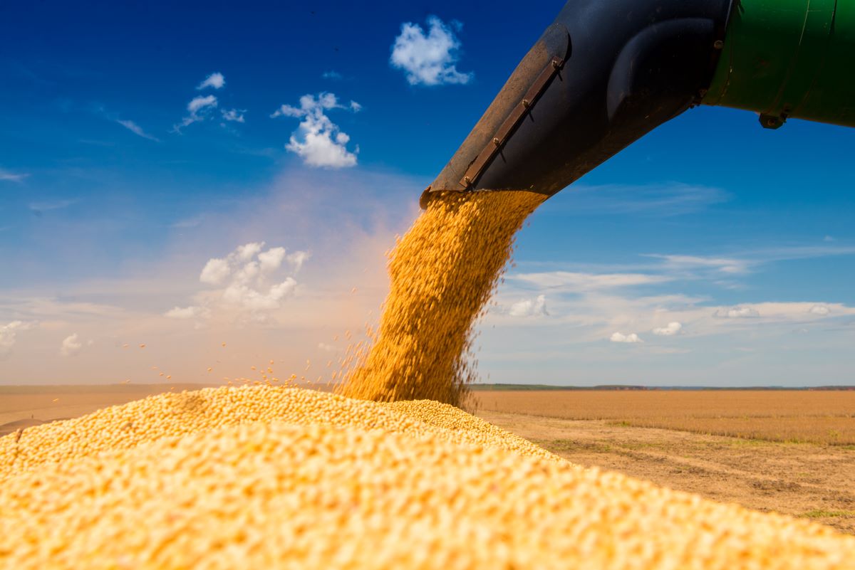 Datagro estima retração de preços para a soja frente ao ciclo 2024/2025. Foto: Adobe Stock