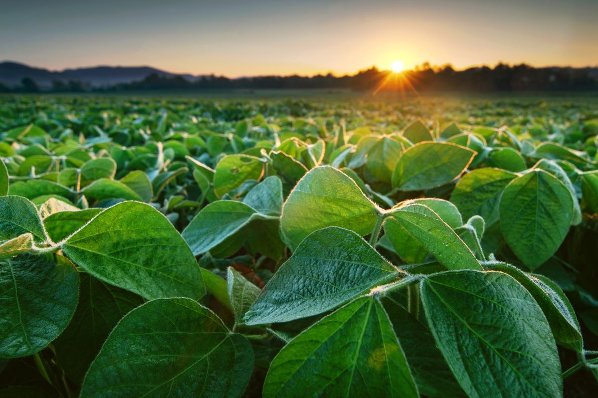 Sistema avalia cada talhão e diferencia áreas de soja conforme práticas sustentáveis e eficientes. Foto: Adobe Stock