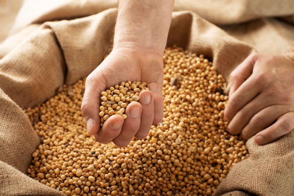 Crescimento das exportações de soja para setembro está projetado em 30,8%. Foto: Adobe Stock