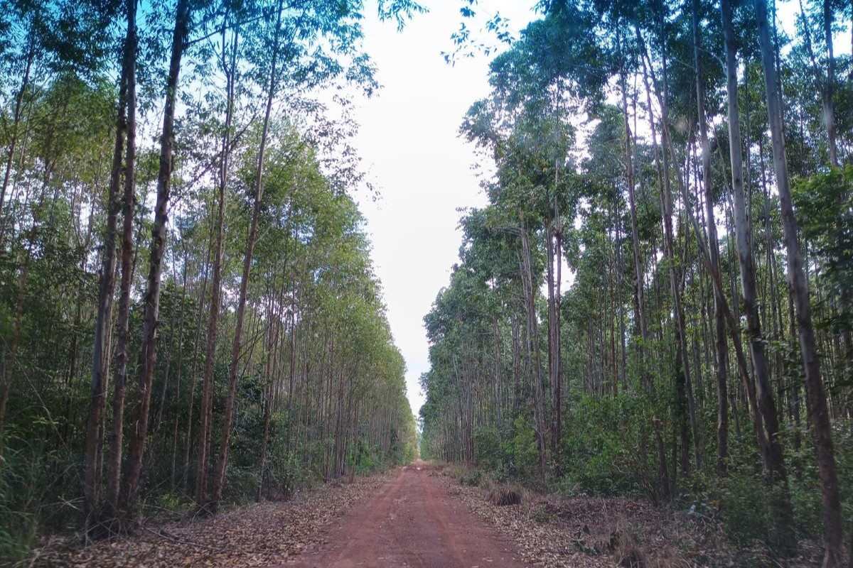 Fazenda Clarão da Lua está localizada no norte de Tocantins. Foto: Fundo Riza Terrax/Divulgação