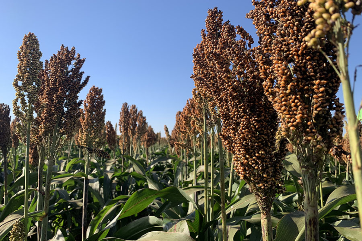 sorgo