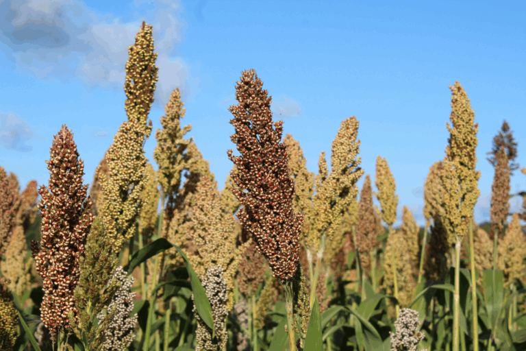 Produção de sorgo cresce 400% em 10 anos e vira aposta na segunda safra