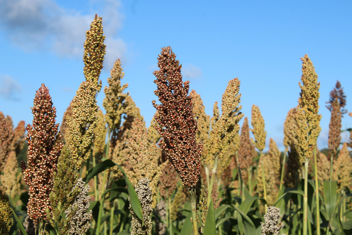 Consolidação do etanol de cereais mudou o patamar da cultura do sorgo. | Foto: Adobe Stock 
