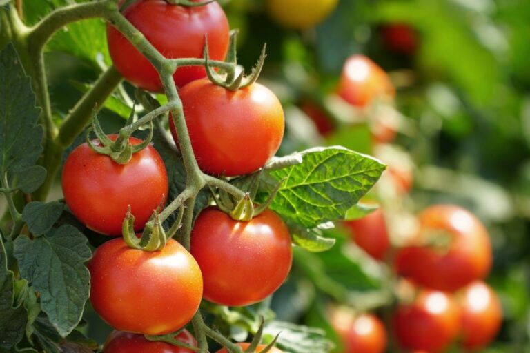 Queda do tomate no atacado é destaque em pesquisa de preços de agosto da Conab