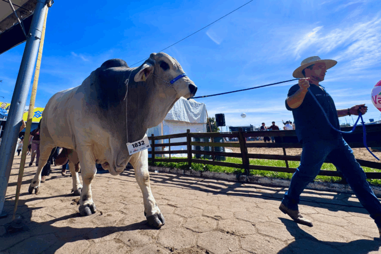 Touro Brahman de 1.430 quilos é o mais pesado da Expointer