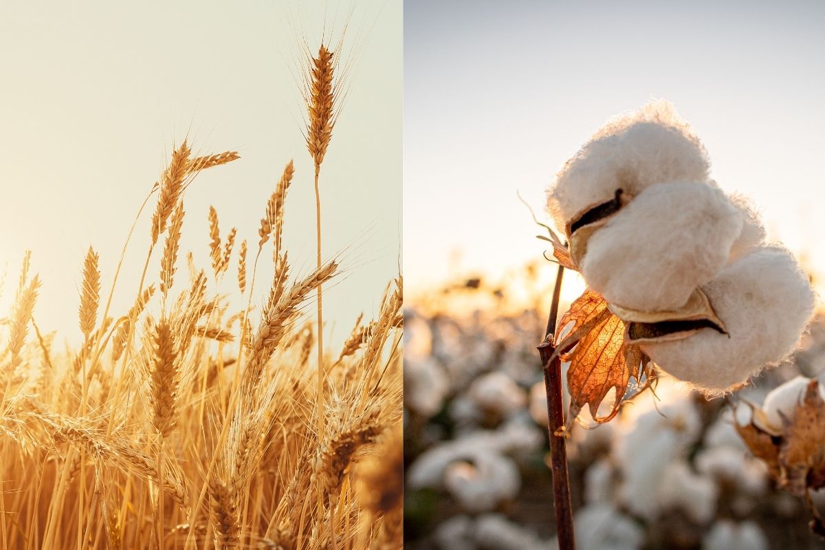 Foto: Adobe Stock 