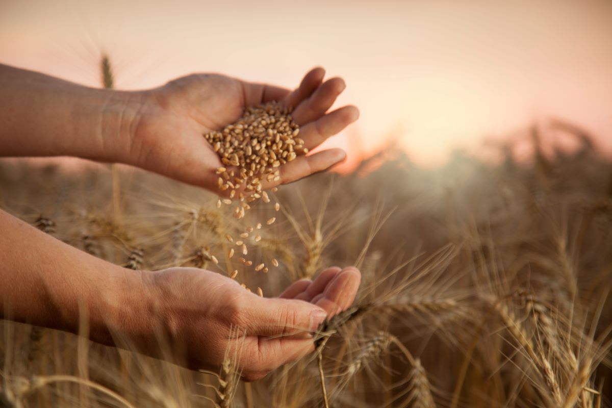 Sindustrigo aposta em boa liquidez da cultura para o produtor rural paulista. Foto: Adobe Stock