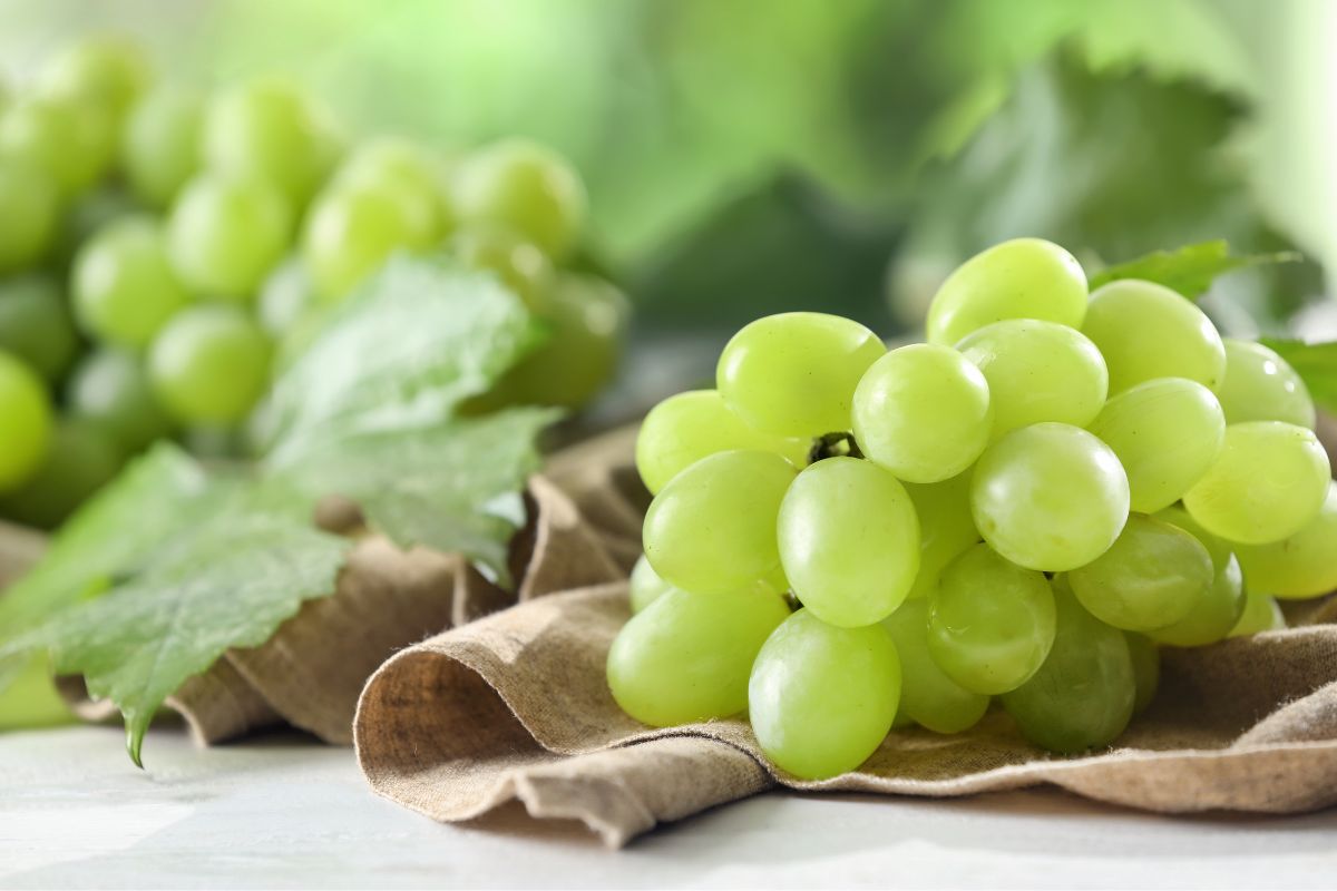 diferenças entre uva de mesa e uva de vinho