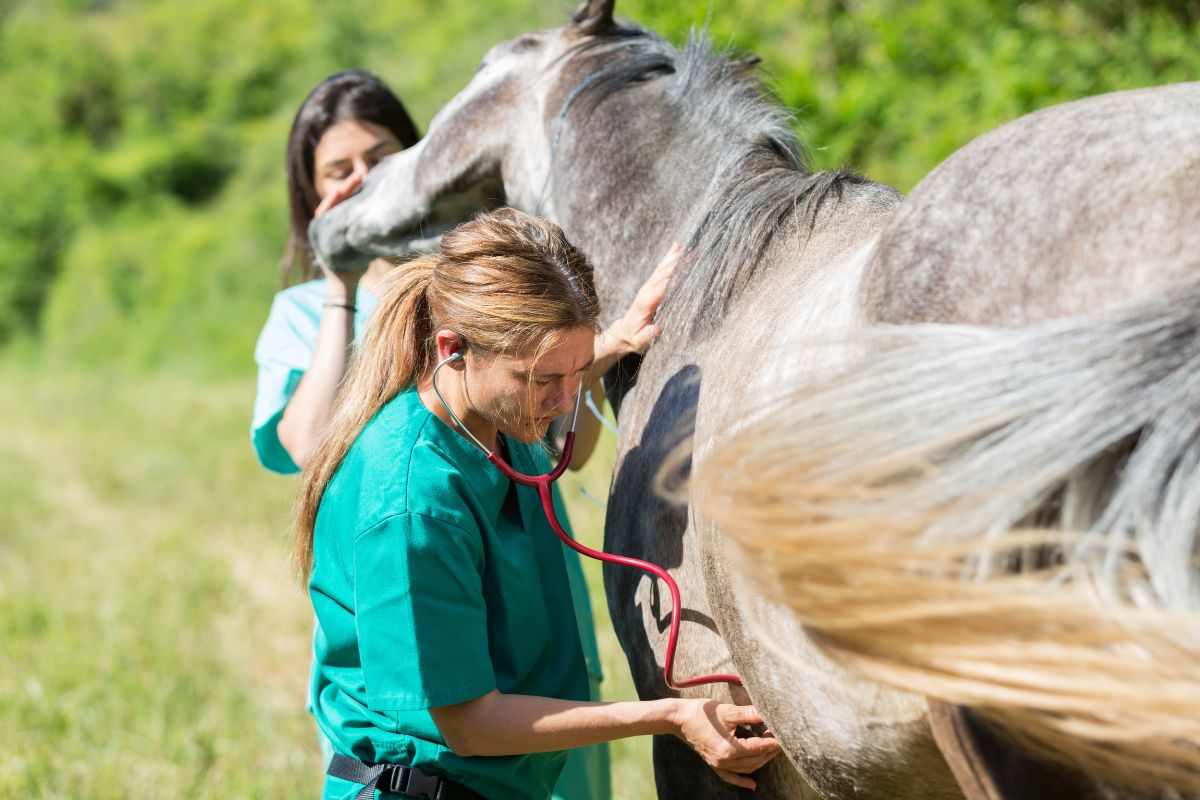 Veterinária atendendo cavalo Foto: Adobe Stock