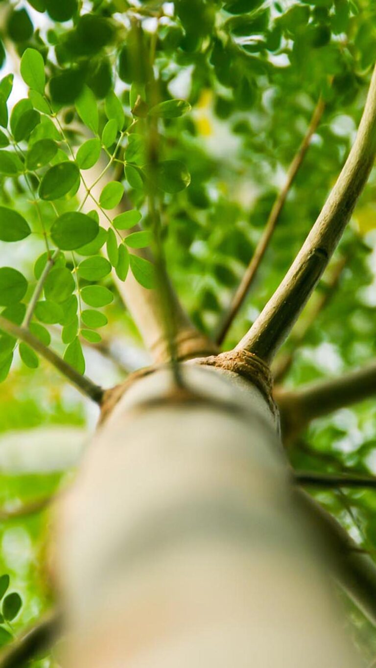 Moringa: a planta que une nutrição animal, saúde e rentabilidade no campo