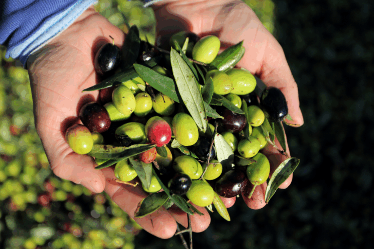 Brasil quer assento no órgão mundial que regula a produção de azeite de oliva