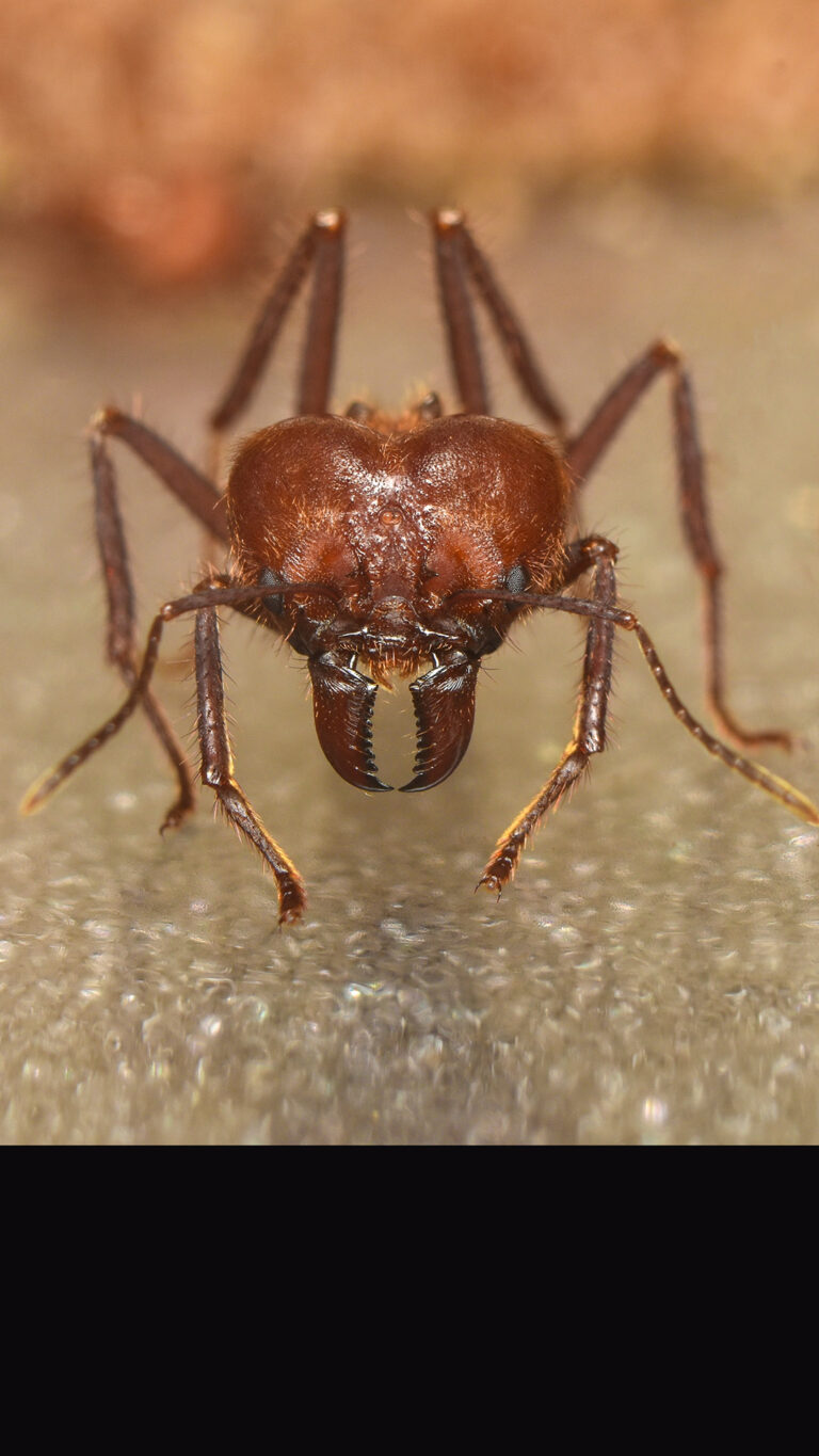 Como eliminar a saúva antes que ela destrua tudo na sua lavoura