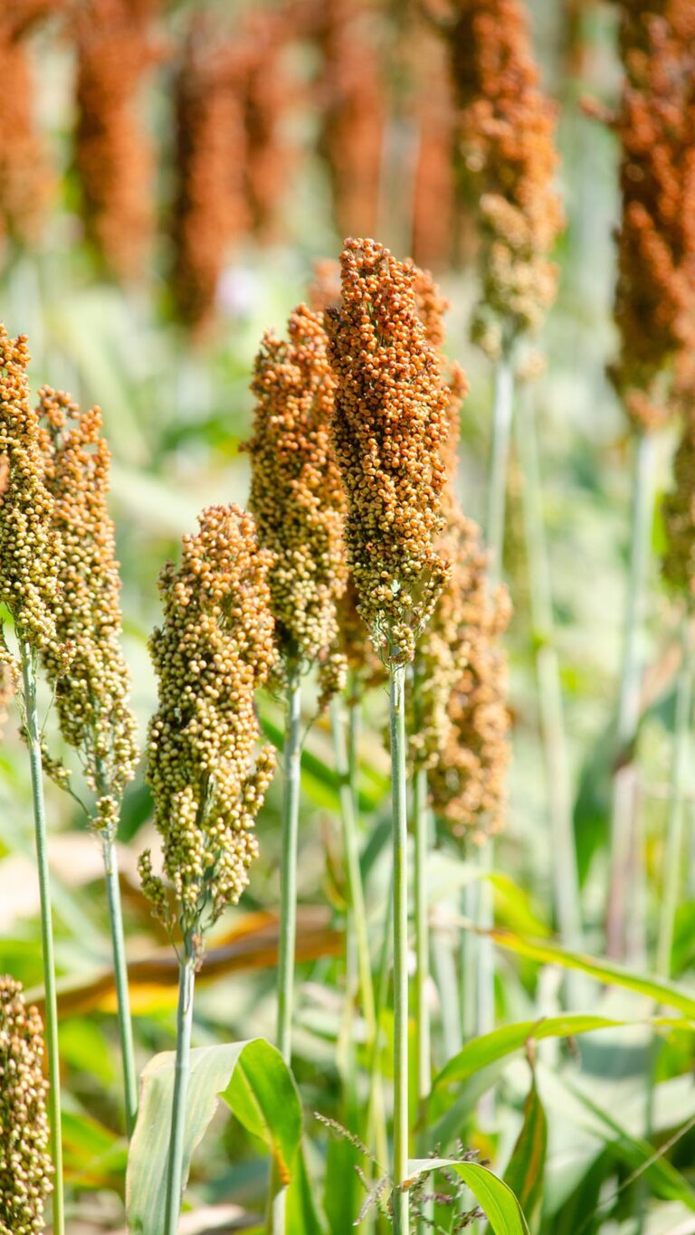 Sorgo: o grão do futuro na pecuária brasileira