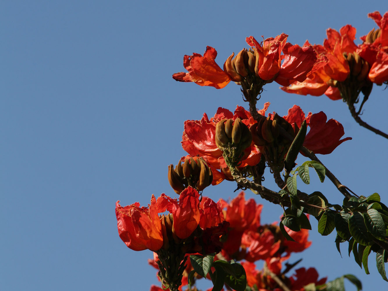 Espatódea - Flores