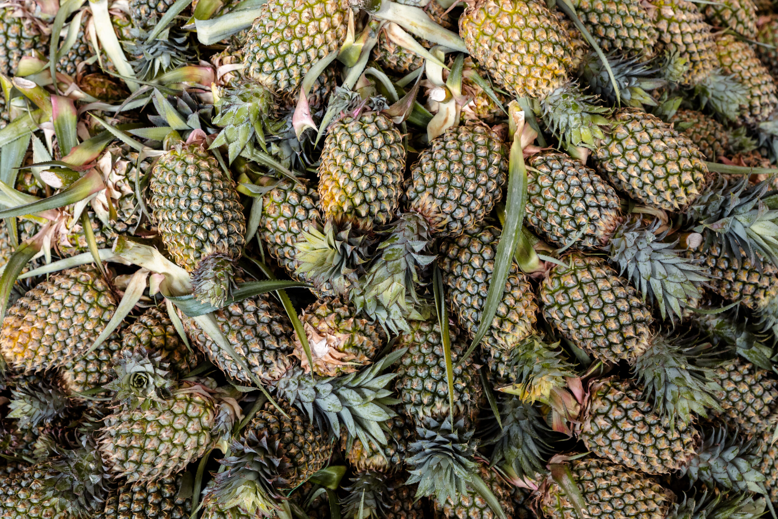 cultivar abacaxi
