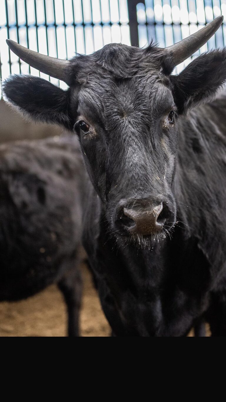 Wagyu no Brasil: como criar o boi mais caro do mundo e lucrar alto