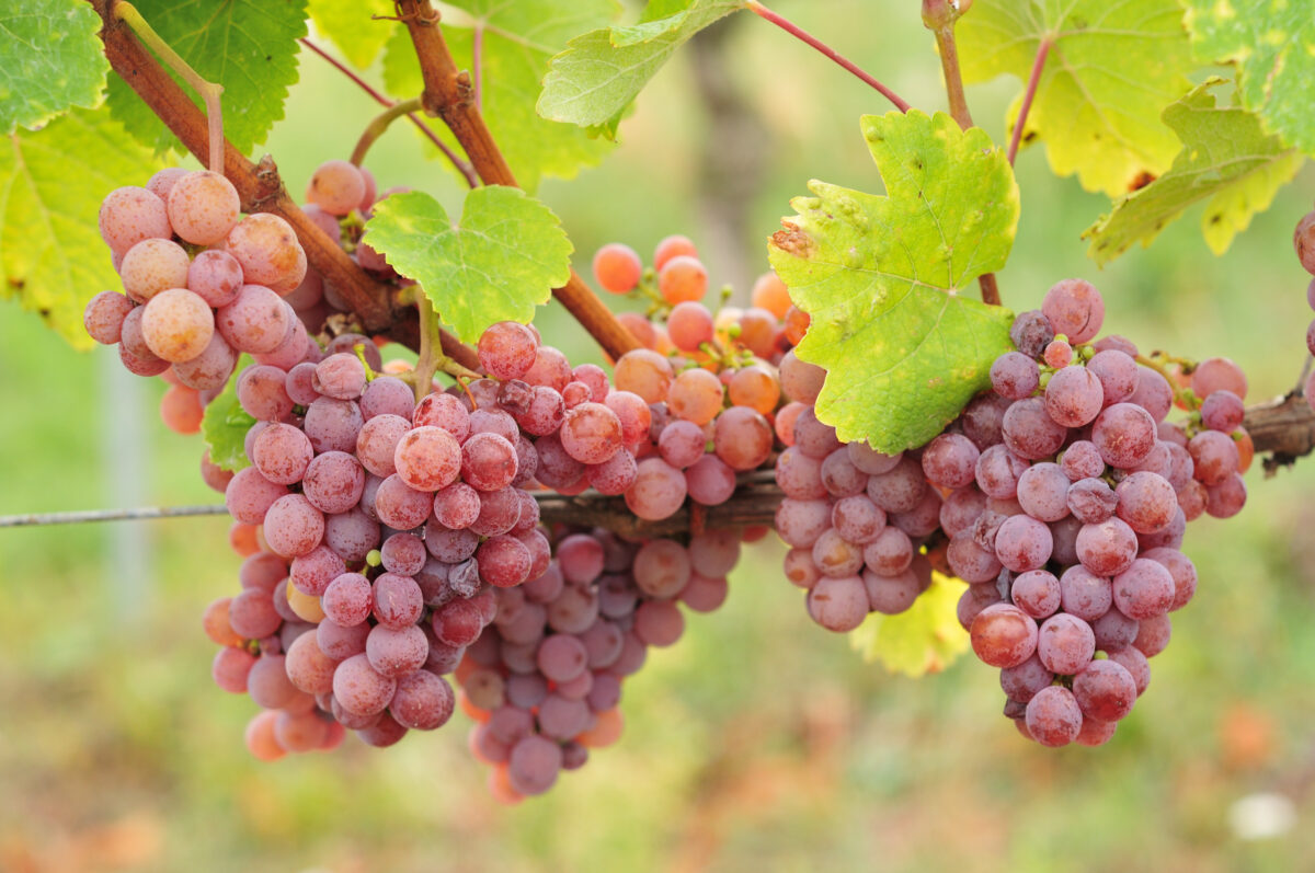 Uvas Gewürztraminer; vinho laranja