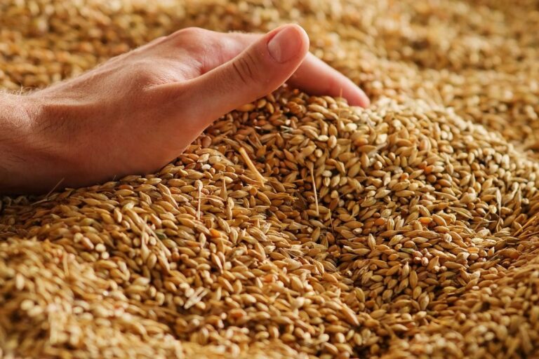Exportações de grãos da Argentina crescem até agosto; destaques para arroz e trigo