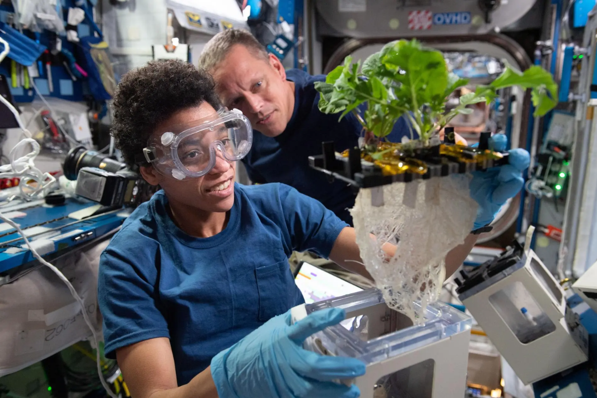 Astronautas da Nasa trabalham na pesquisa botânica para cultivo de plantas em microgravidade. Foto: Nasa/Divulgação