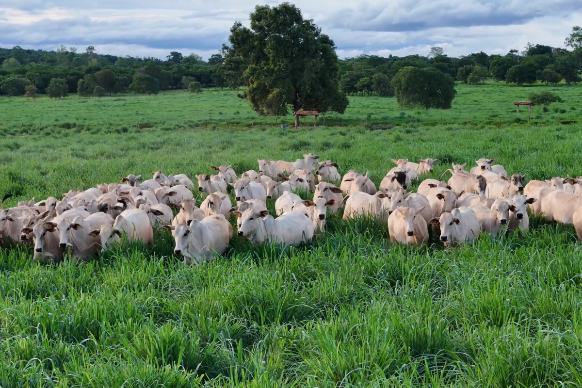 Bem-estar humano - pecuária de Rodrigo Canabrava (1)