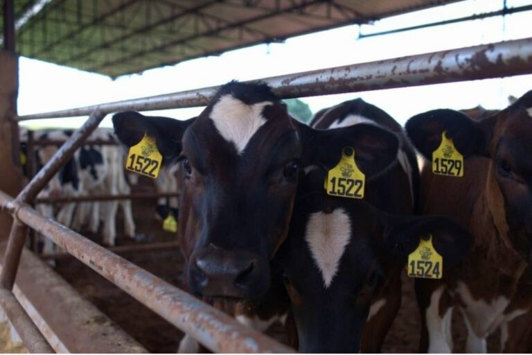 Parceria cria crédito para produção de leite sustentável