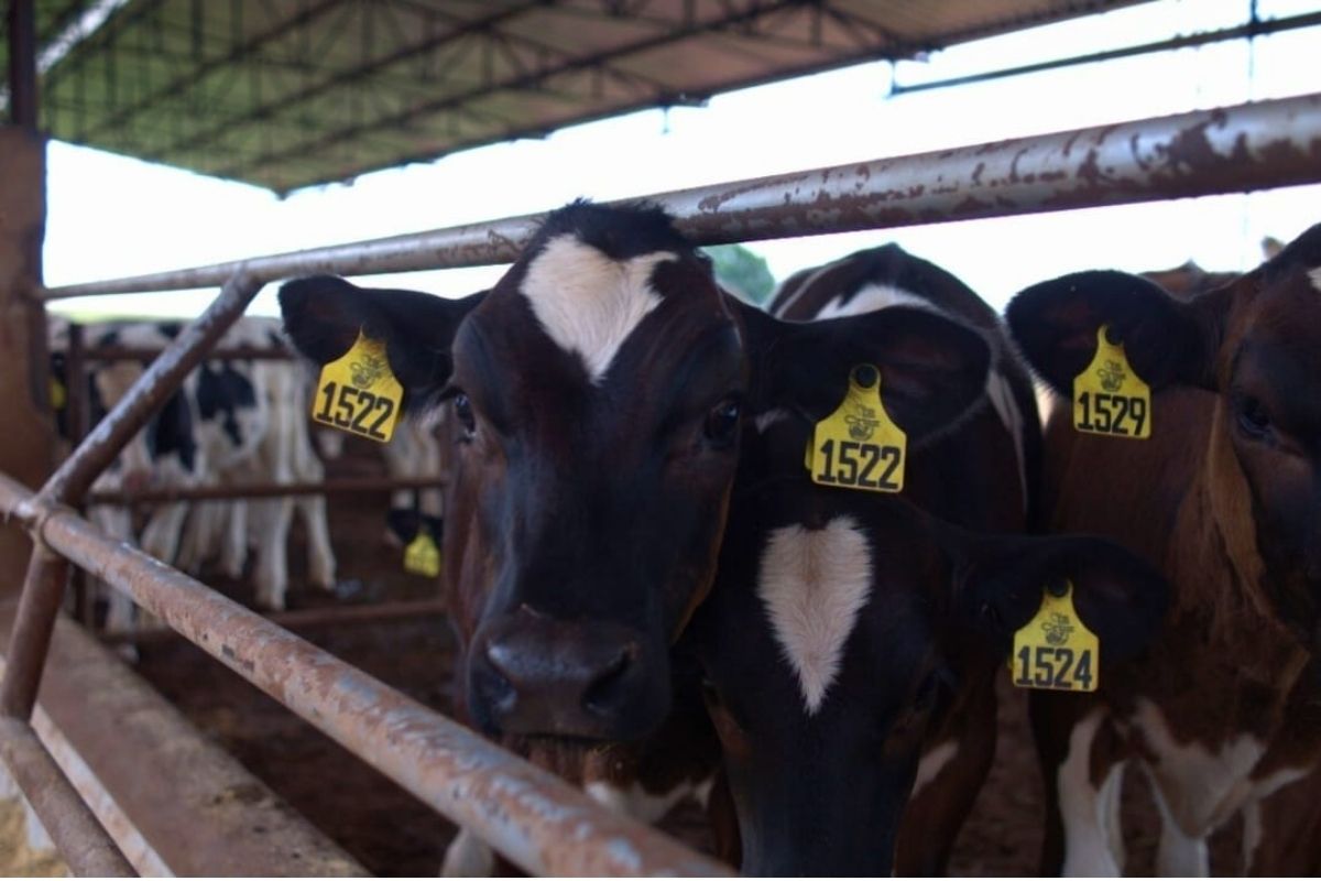 Bezerro de fazenda parceira da Nestlé em área de descanso — prática de manejo na pecuária regenerativa. Foto: Nestlé/Divulgação