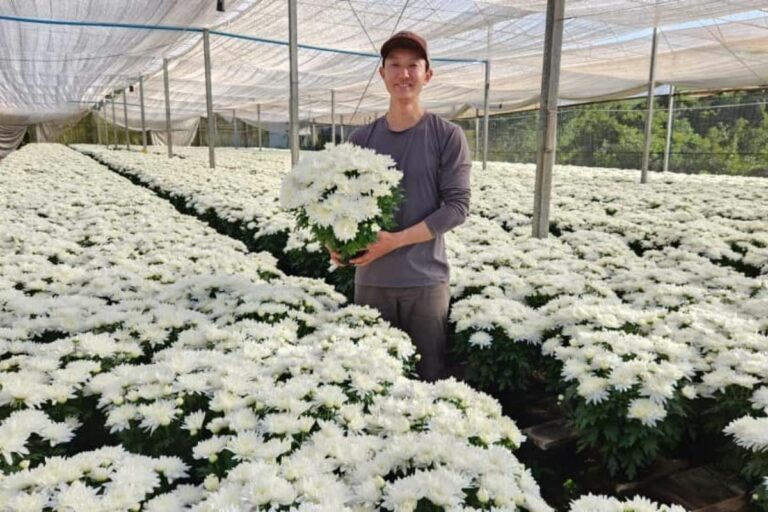 Finados: setor de flores espera aumento de 7% nas vendas