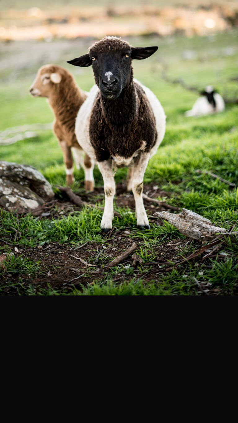 Ovelha Dorper: o segredo para lucrar mais rápido na pecuária