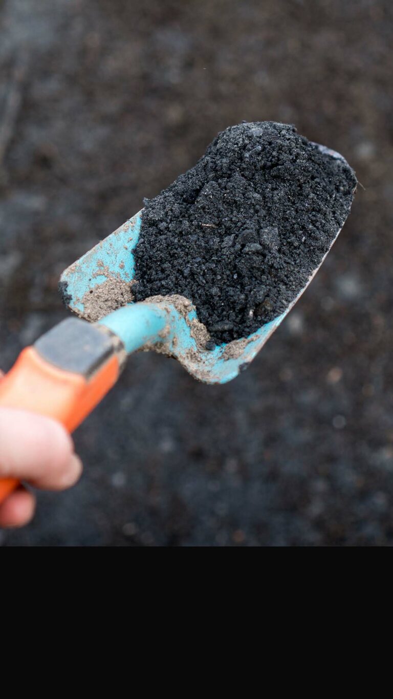 Biochar: o carvão que transforma solos pobres em terras férteis