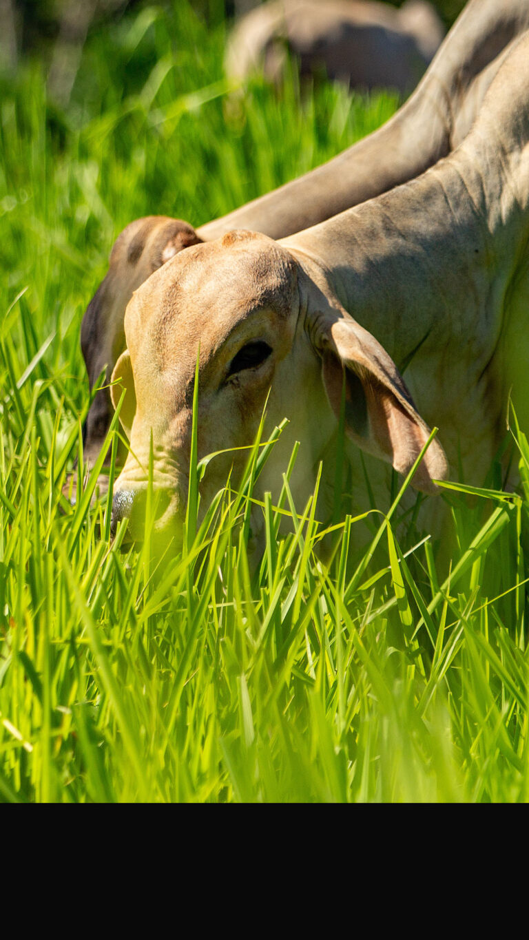 O capim certo para cada animal: o que ninguém te conta sobre produtividade