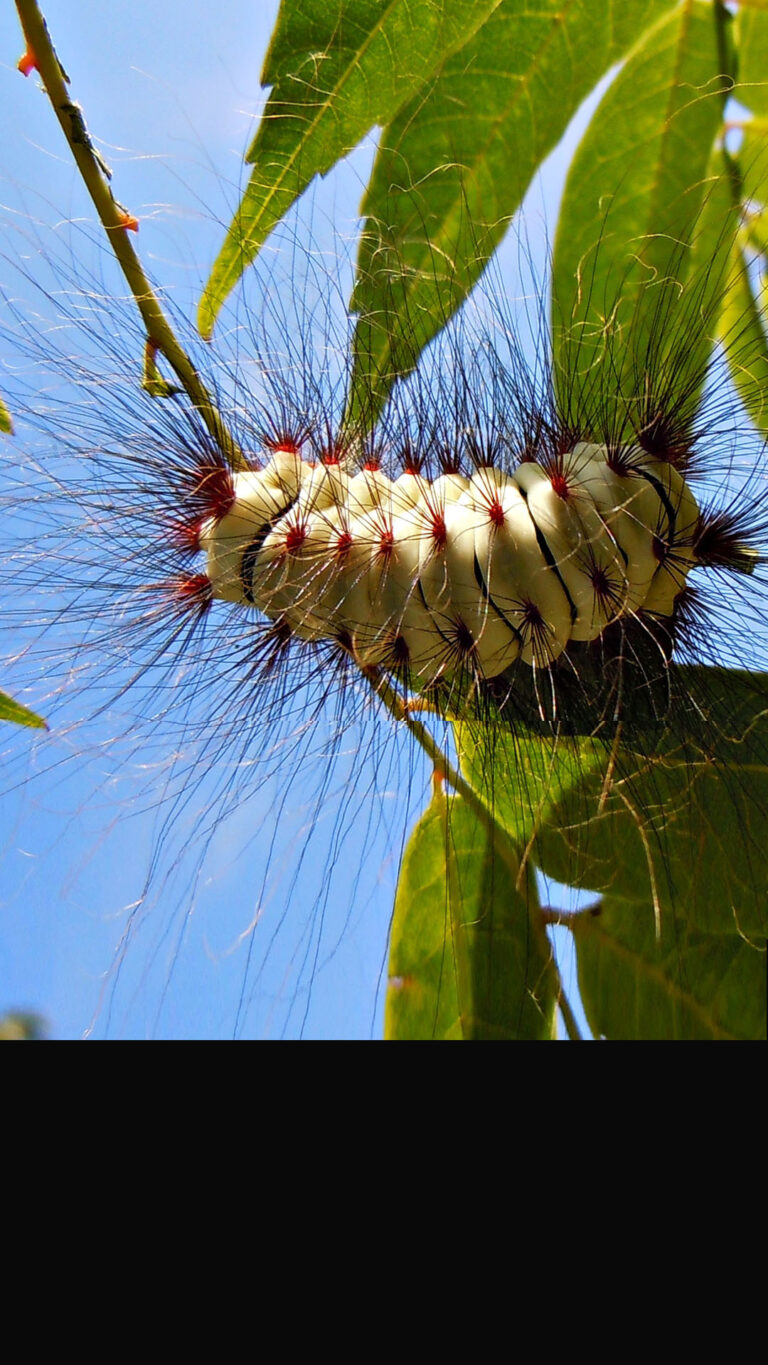 Lagarta-de-fogo: os riscos e como se proteger dessa praga perigosa