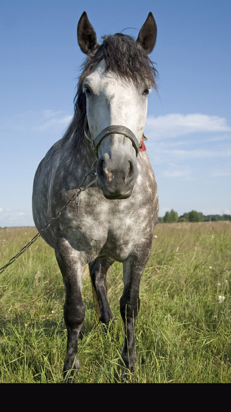 Tordilho não é raça! Descubra o que realmente define esse cavalo