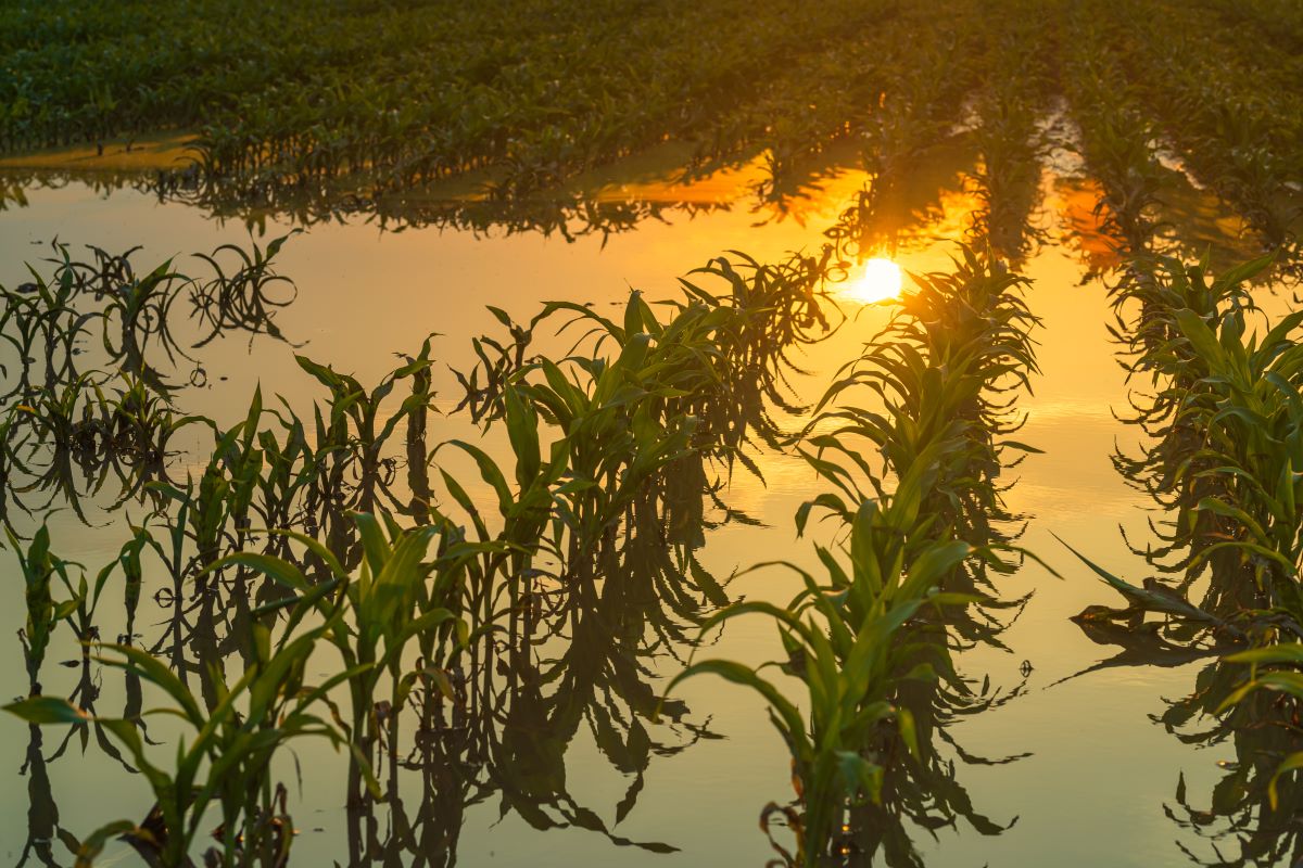 Regiões agrícolas chinesas podem enfrentar problemas com chuvas entre os dias 10 e 12 de outubro. Foto: Adobe Stock
