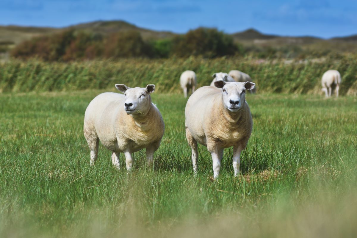Experimentos foram feitos em cordeiros da raça Texel. Foto: Adobe Stock