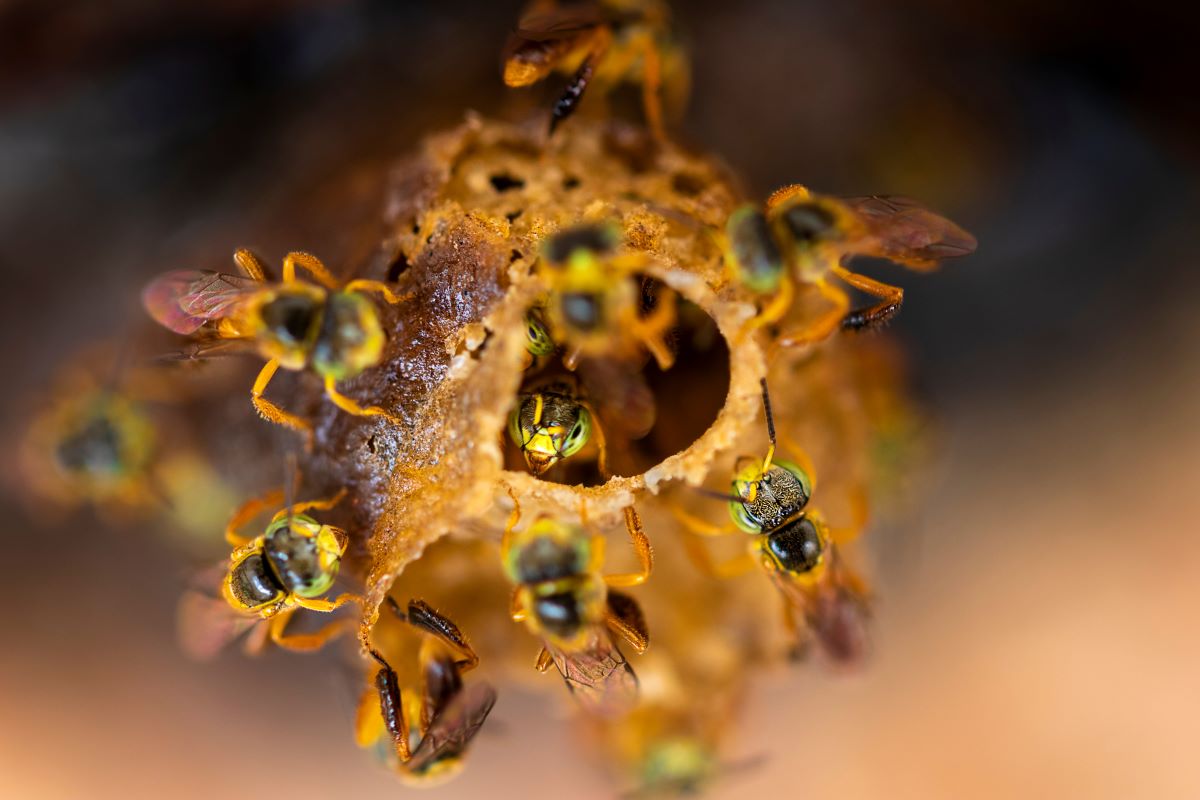 Experimento foi feito a partir do mel de abelhas sem ferrão, como a jataí. Foto: Adobe Stock