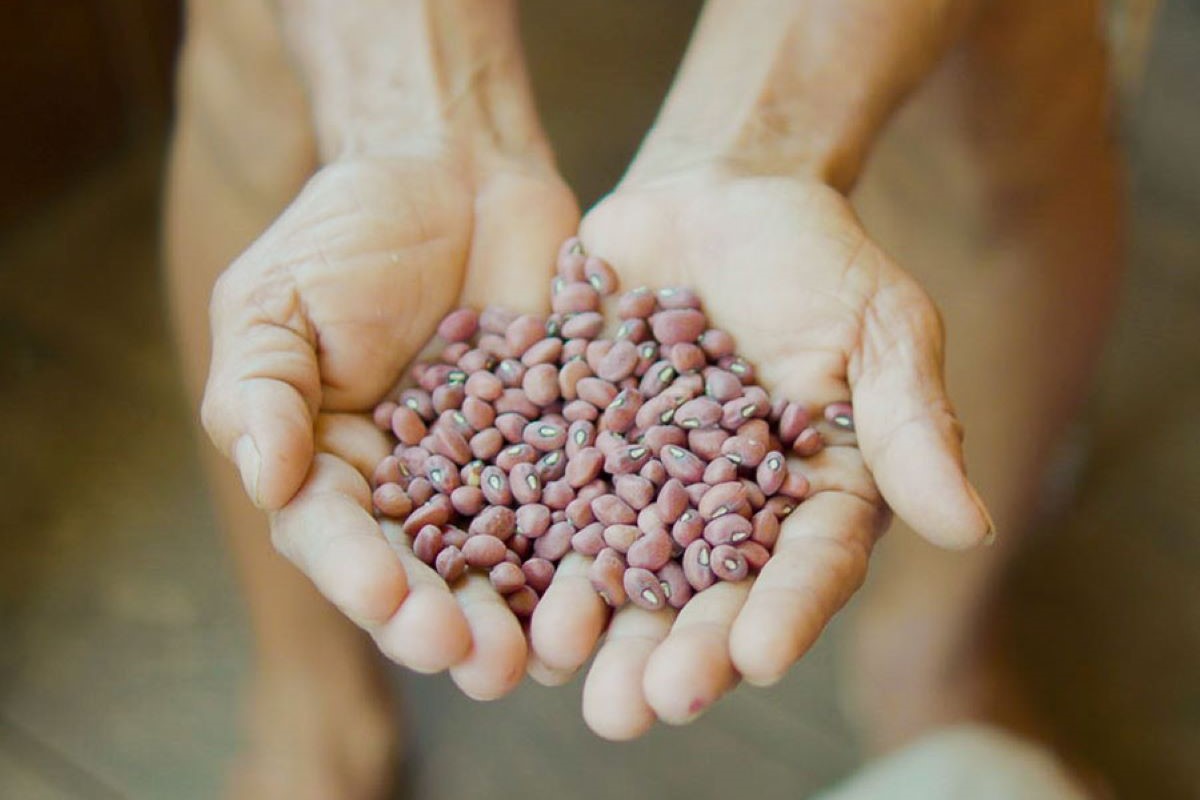 Mesmo após 12 meses de armazenamento, os feijões mantiveram seus valores nutricionais. Foto: Felipe Sá