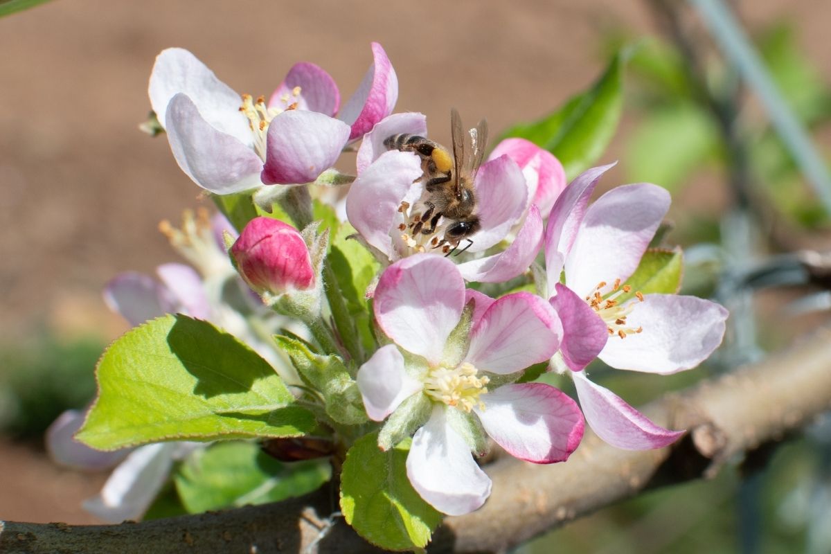 É a melhor e maior florada dos últimos anos, segundo pesquisador da Epagri. Foto: Divulgação ABPM