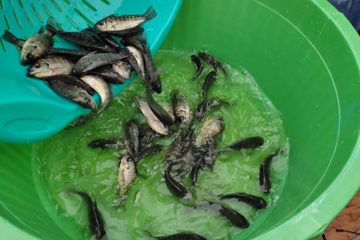 BFT é desenvolvido em tanques que não ficam dentro de um curso d'água. Foto: Tainara Blatt/Embrapa