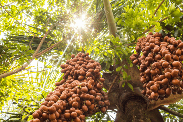 5 frutas do Cerrado que você precisa conhecer