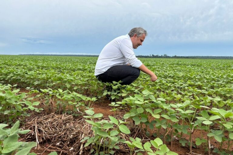 Produtores de MT desaceleram investimentos: "momento é de cautela"