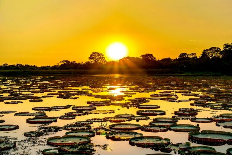 Estatuto do Pantanal é sancionado e cria selo para produtos sustentáveis
