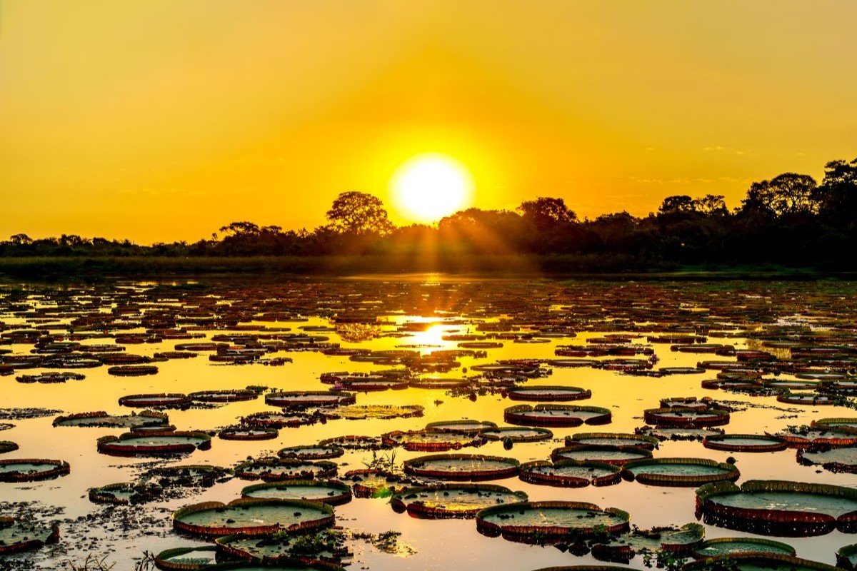 Pantanal é uma das maiores planícies alagáveis do mundo, considerado um santuário da biodiversidade. Foto: Adobe Stock