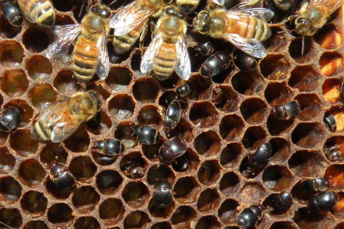 Foto: Associação Brasileira de Estudo das Abelhas/Divulgação