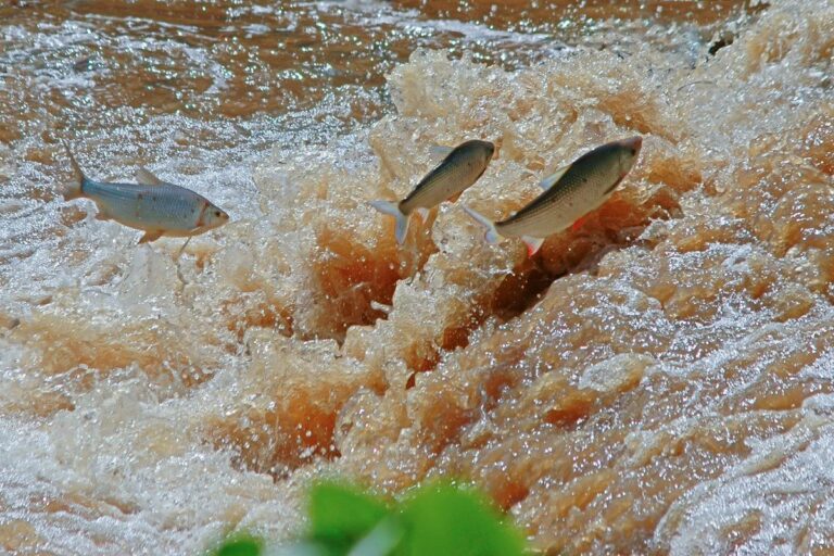 Piracema: Ministério divulga períodos de restrição da pesca em todos os municípios
