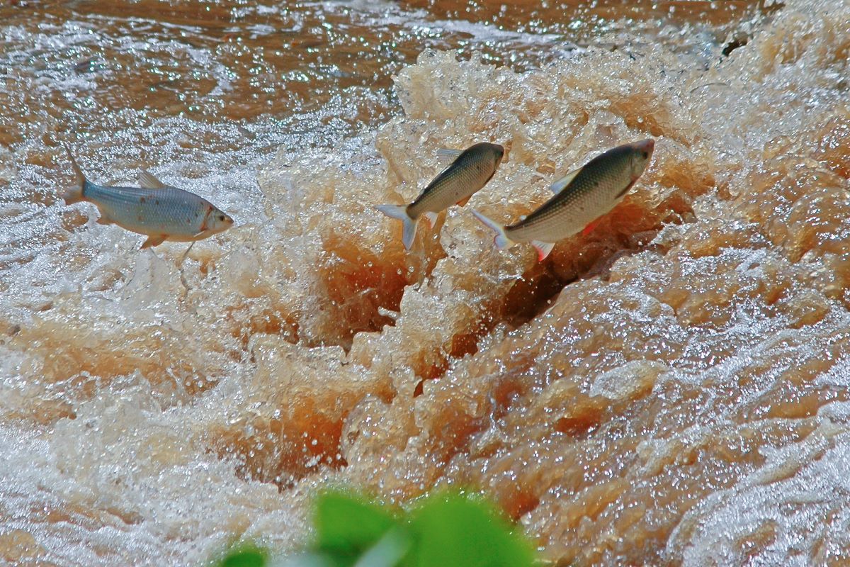 Piracema ocorre, geralmente, entre setembro e março no Brasil. Foto: Adobe Stock