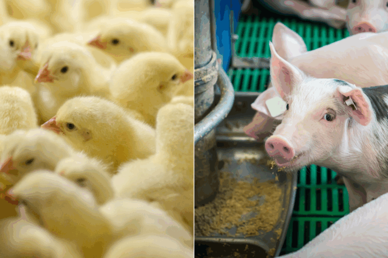 Produção de suínos e frangos fica mais cara em setembro