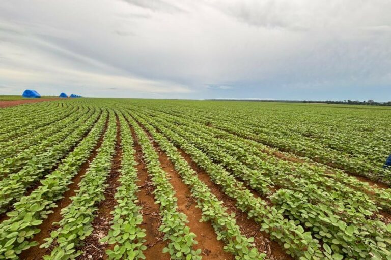 Conheça o programa que inspirou o Brasil a recuperar 40 milhões de hectares degradados