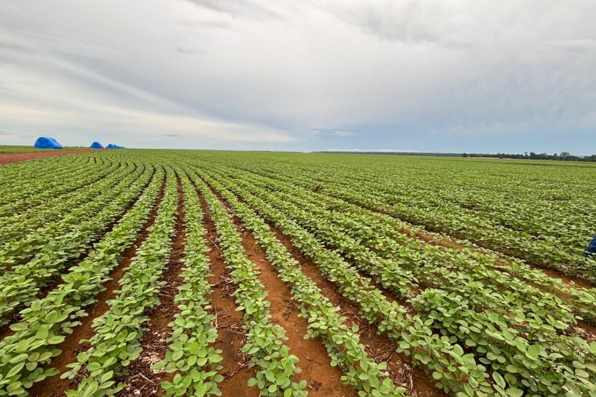 Programa transformou a fertilidade de 4 mil hectares do Grupo Biancon. Foto: Daumildo Júnior/Agro Estadão
