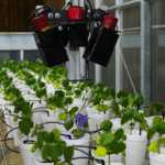 Robô usa luz e inteligência artificial para diagnosticar doenças em algodão e soja