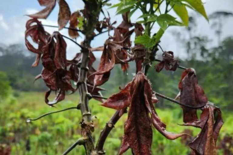 Vassoura-de-bruxa atinge 10 municípios no Amapá; ações somam R$ 2,2 mi
